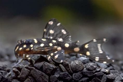 12 Smallest Pleco Species: Ranked by Size