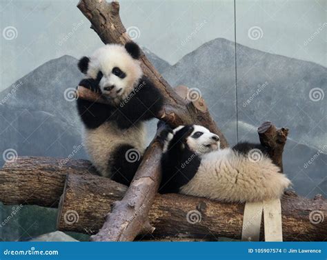 Panda Play stock photo. Image of twins, atlanta, bear - 105907574