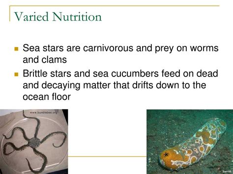 Ppt Echinoderms Powerpoint Presentation Free Download Id 5701010