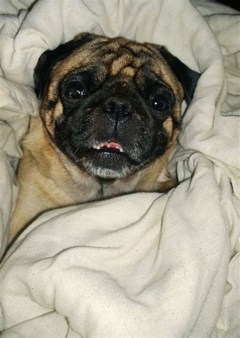 My pug in a blanket :-) | Pugs, Dogs, Animals