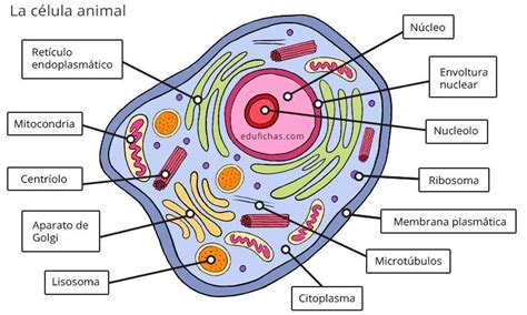 Que Es La Celula Brainly Lat