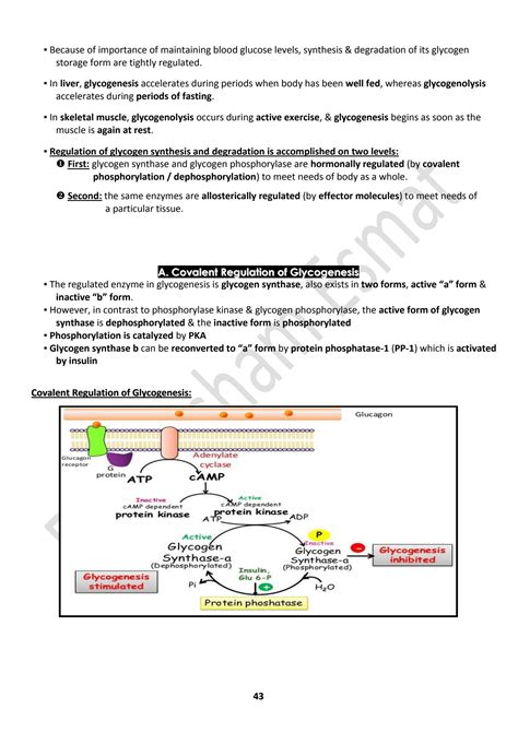 SOLUTION: Regulation of glycogen synthesis and degradation - Studypool