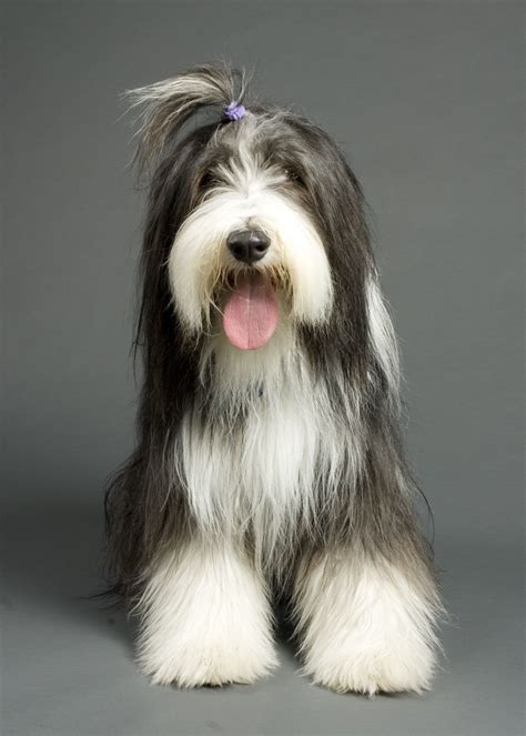 Bearded Collie Dog Breed Information Artofit