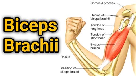 Coracobrachialis Origin And Insertion