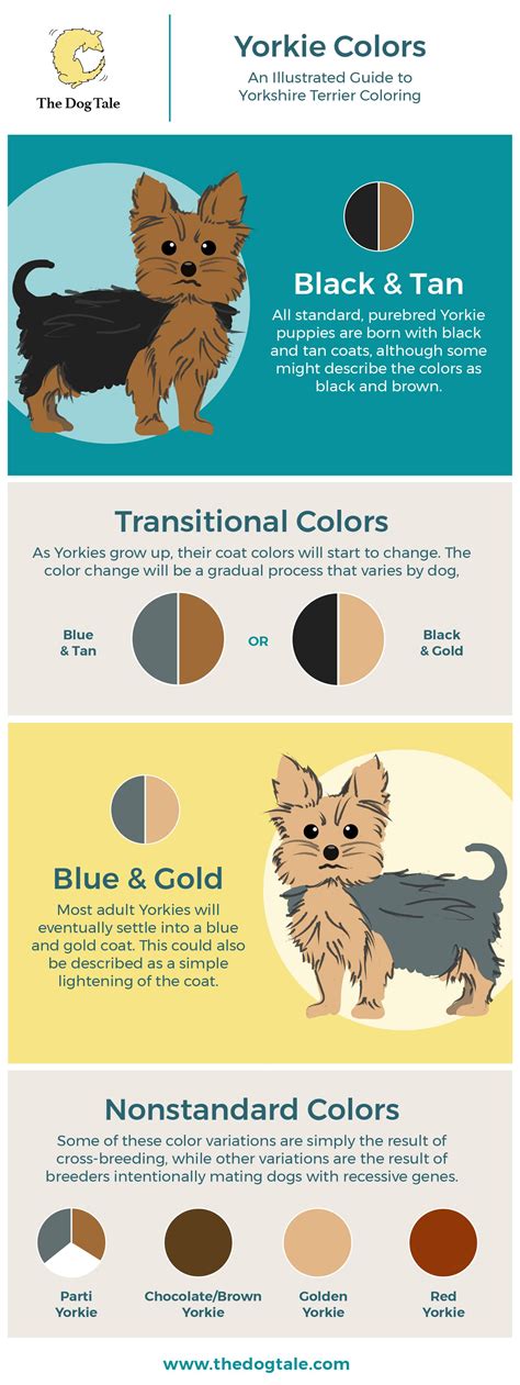 Yorkie Color Chart | Yorkshire Terrier Coloring Guide