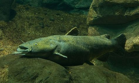 Flathead catfish photo and wallpaper. Cute Flathead catfish pictures