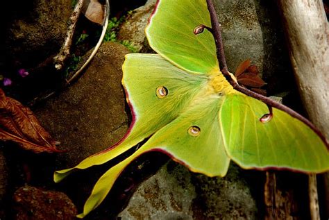 Luna Moth L Stunning Lepidoptera Our Breathing Planet