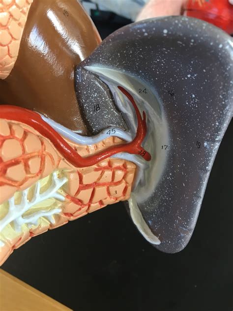 Exercise Anatomy Of The Digestive System Internal Organs Model