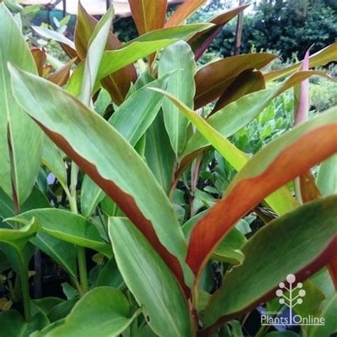 Alpinia Caerulea Native Ginger Australian Plants Online Tropical