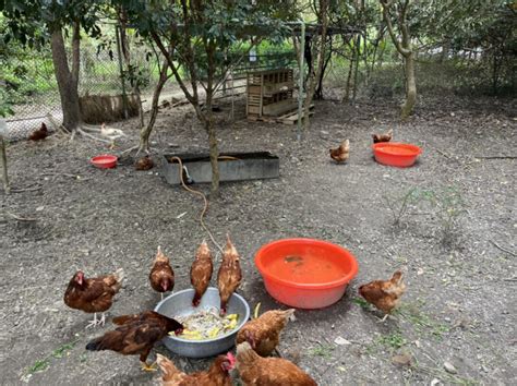 食農教育 體驗蛋蛋的農村生活 水保局 雞蛋 食農教育 台灣大紀元