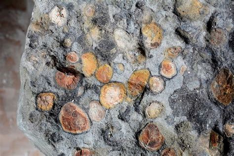 Dinosaur Diaries Fossilised Stomach Contents Reveal A Dinosaurs Last