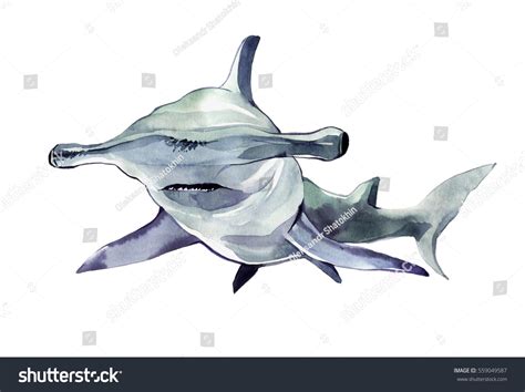 Watercolor Hammerhead Shark Illustration Isolated On Stock Illustration