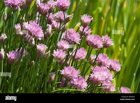 Allium Schoenoprasum Pink Bloossom Alliaceae Asia Pink Violet