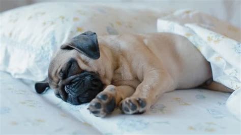 Cute puppy the pug sleeping in the bed — Stock Video © 0ceanaria #178705740