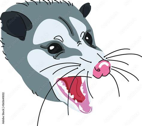 Angry wild opossum screaming and growling vector cartoon illustration ...