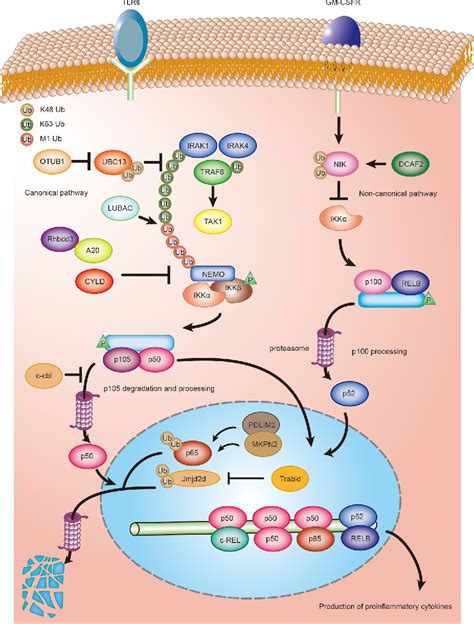 Roles Of Ubiquitination And Deubiquitination In Regulating Dendritic