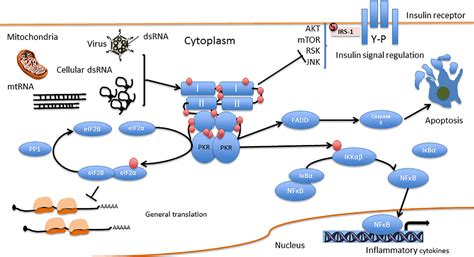 Frontiers Pkr A Kinase To Remember