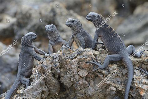 Marine Iguanas Amblyrhynchus Cristatus Subspecies Isabela Editorial