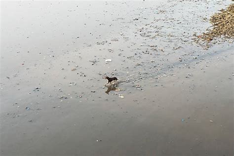 130+ Pollution Ganges River River Garbage Stock Photos, Pictures ...