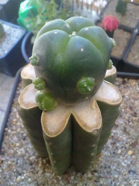 Como Injertar Un Peyote En Un Cactus San Pedro