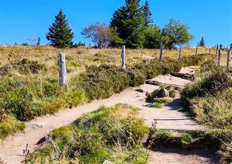 LA RÉSERVE NATURELLE DU TANET GAZON DU FAING Massif des Vosges