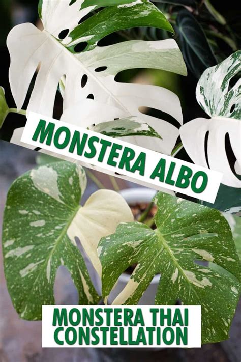 Thai Constellation Vs Albo Which Rare Monstera Reigns Supreme