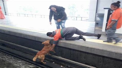 Muere Electrocutado Un Perro En V As Del Metro Pantitl N