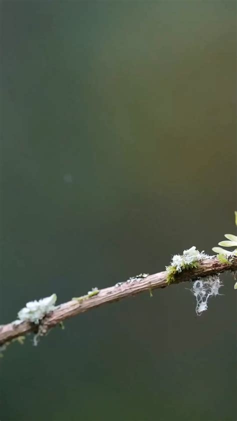 Hummingbird in South America : r/animal_magic