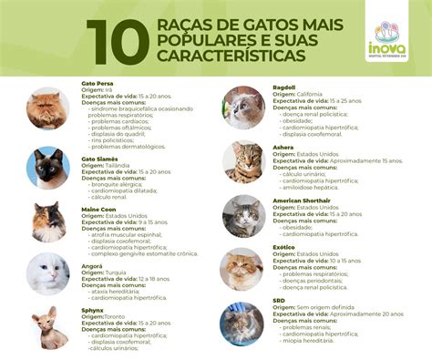 Gato É Nome Próprio Ou Comum - Conheça as 10 raças de gatos mais populares no Brasil - Inova Veterinária