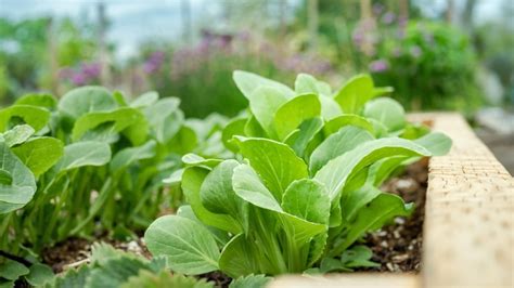 Pak Bok Tatsoi Bok Choy Wong Bok Gardening Australia