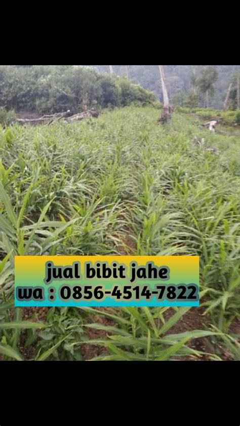 Jual Bibit Jahe Gajah Di Medan WA 0856 4514 7822 AFIF JAY Flickr