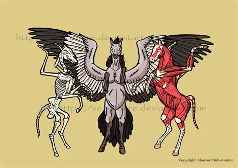 Pegasus Anatomy By Xenothere On Deviantart