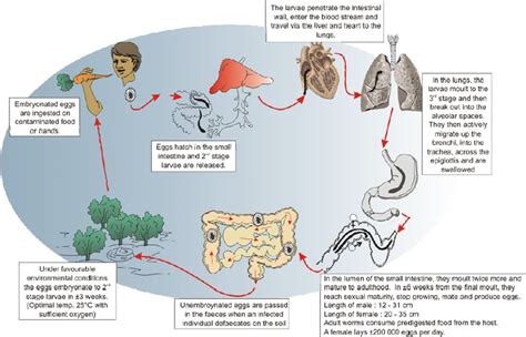 Ascaris Life Cycle In Humans