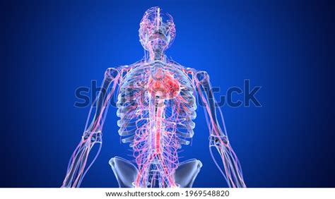 Circulatory System 3d Illustration Anatomy Stock Illustration ...