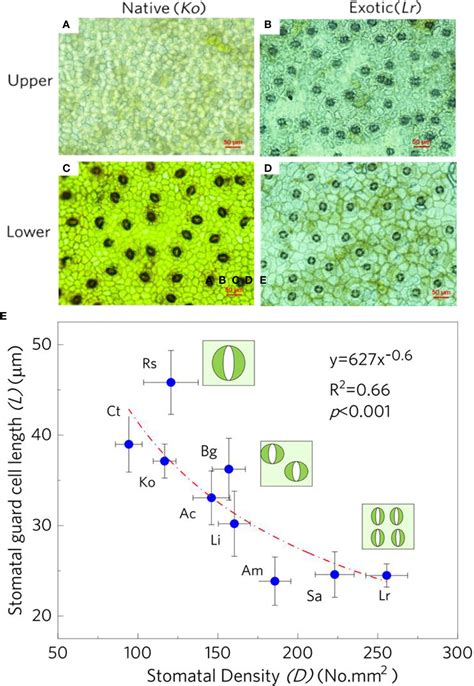 Frontiers The Linkages Between Stomatal Physiological Traits And