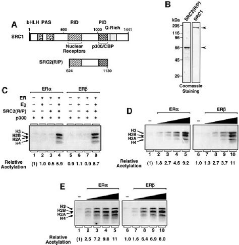 Liganded Er A And Er B Recruit P300 Hat Activity To Chromatin Templates