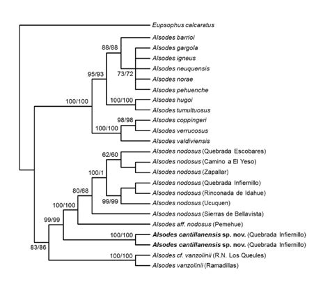 Figure S Bootstrap Majority Rule Consensus Tree Of Maximum