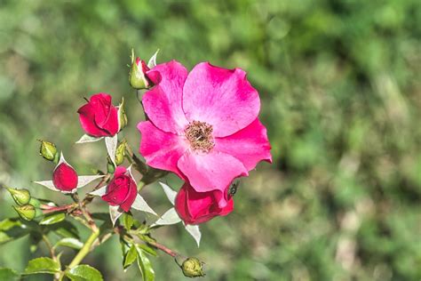 Flor Rosa Florescer Foto Gratuita No Pixabay