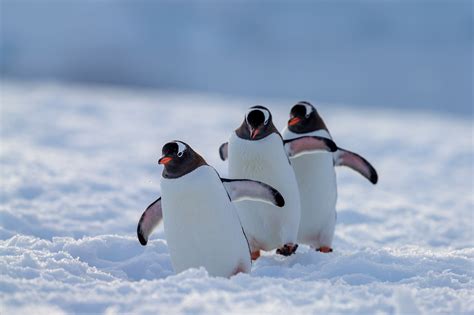 Three Penguins Waddling Towards You Fine Art Photo Print | Photos by ...