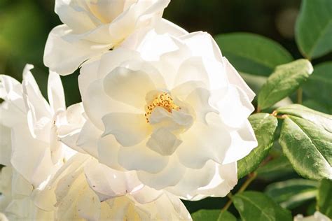 How to Grow and Care for Cherokee Roses