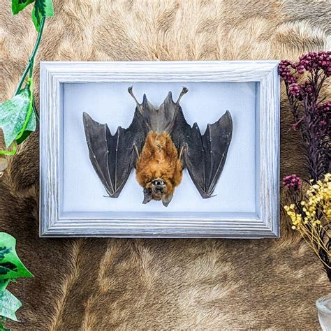 Bat Taxidermy - Etsy