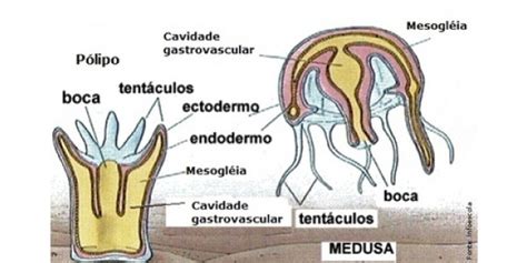 O Que São Cnidários - O que são CNIDÁRIOS? Definção, características, fisiologia e tudo o mais!