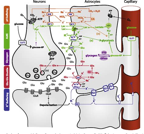 Figure 1 From Regulation Of Neuron Astrocyte Metabolic Coupling Across The Sleep Wake Cycle