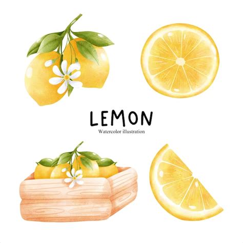 Premium Vector Watercolor Lemon Citrus Vector Illustration