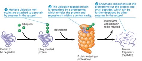 Proteins Structure Folding Degradation And Aggregation Flashcards