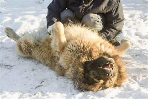 Der Kaukasische Schäferhund Floxik Magazin