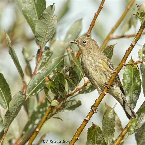 Juvenile Yellow Rumped Warbler Setophaga Coronata 02 Flickr