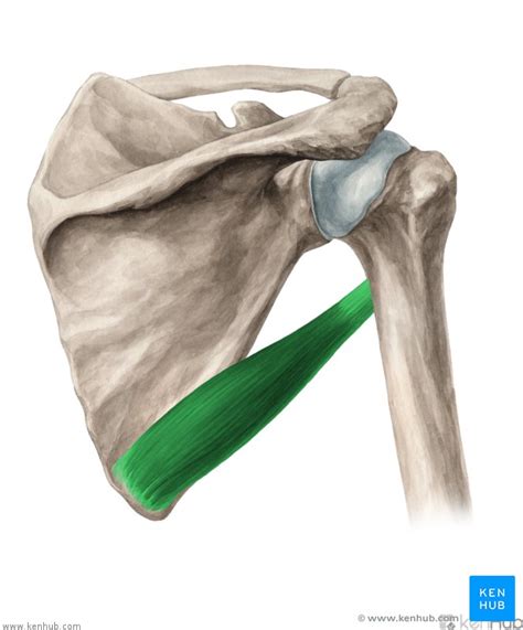 Teres major muscle - Anatomy, Function, Clinical Aspects | Kenhub