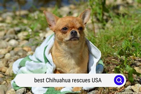 Best Chihuahua Rescues Usa 2022 Update Oodle Life