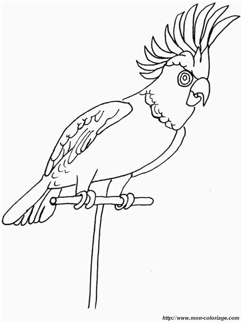 Coloriage De Oiseau Dessin Une Perruche Tres Jolie Colorier